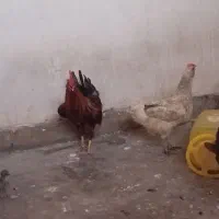 فروش مرغ گلین دار