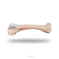 قلم گوسفند بره نرینه