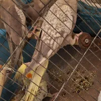 طوطی عروس هلندی جوجه|پرنده|رشت, نامجو|دیوار