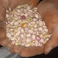 لوبیا چیتی|خوردنی و آشامیدنی|زاغه, |دیوار