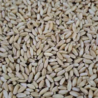 بذر گندم دیم صدارا|خدمات باغبانی و درختکاری|تبریز, |دیوار