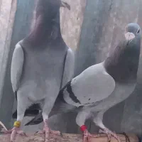 کبوترپلاکی|پرنده|بم, |دیوار