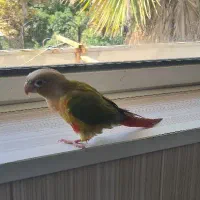 طوطی گمشده|حیوانات|شیراز, نیستان|دیوار