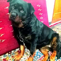 سگ ماده دوساله رتوایلر|سگ|شیروان (خراسان), |دیوار