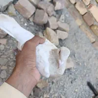 کبوتر جفت فروشی|پرنده|سراوان, |دیوار