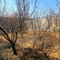 باغچه360متری-سندتک-برگ-عرصه-عیان-اسفندآباد