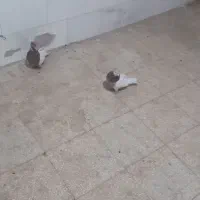 یک جفت کفتر کله|پرنده|مشکان, |دیوار