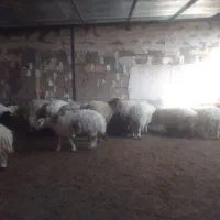 سلام بره سفید چاق|حیوانات مزرعه|سنگان, |دیوار