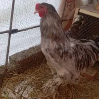 خروس برهما