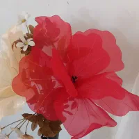 گل  بزرگ  زینتی