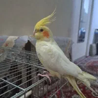 یک عدد عروس هلندی زیبا ماده
