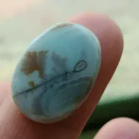 سنگ شجر شجر تک درخت