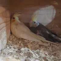 جوجه عروس  سرلاکی