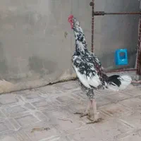 لاری|حیوانات مزرعه|سرپل ذهاب, |دیوار