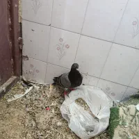 ساده