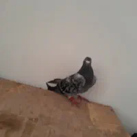 یک دانه کفتر زیبا