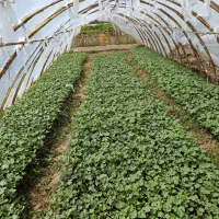 بذر هندوانه