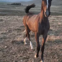 اسب|اسب و تجهیزات اسب‌سواری|بیستون, |دیوار