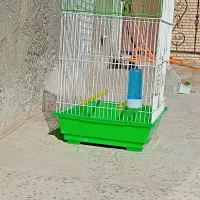 وسایل مورد نیاز طوطی|لوازم جانبی حیوانات|همدان, |دیوار