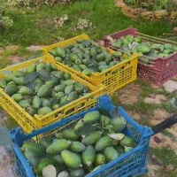 میوه فوجی تازه خوش طعم ،کیلویی ۱۰۰ تمن