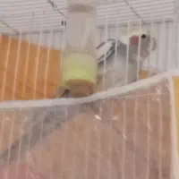 عروس هلندی دستی|پرنده|مشهد, محمدآباد|دیوار