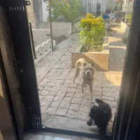 سگ چاوچاو|سگ|اصفهان, قهاب جنوبی|دیوار