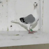 نرپشت کویتی سبز