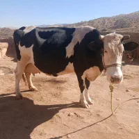 گاوسیمیتالجوان|حیوانات مزرعه|شباب, |دیوار