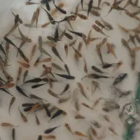 ماهی مولی درشت|ماهی|قم, شهرک سازمان آب|دیوار