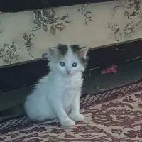 گربه|گربه|اصفهان, قلعه طبره|دیوار