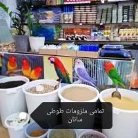 دنیای پرندگان سخنگو (تینا)|پرنده|بوکان, |دیوار