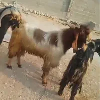 فروش  ۶ عدد کهر  تر|حیوانات مزرعه|مهر, |دیوار