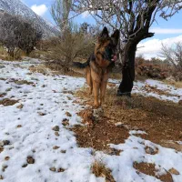 سگ ژرمن کینگ ماده