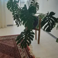 برگ انجیری مانسترا