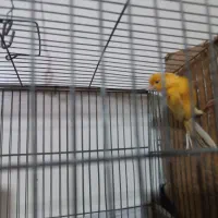 دو عدد قنار نر سالم و سرحال|پرنده|پاکدشت, پاکدشت (مامازند)|دیوار