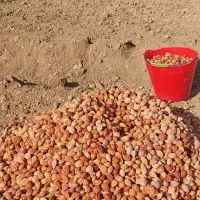 فروش بذر شفتالو و بادام و...جهت احداث نهالستان|خدمات باغبانی و درختکاری|پارس‌آباد, |دیوار