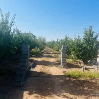 باغ1000متر درختان آب برق سند شاهنامه گوارشک|فروش زمین و ملک کلنگی|مشهد, توس فردوسی|دیوار