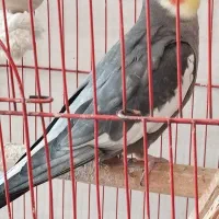 طوطی عروس ،،|پرنده|لنگرود, |دیوار