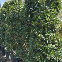 یاس هلندی سطلی جعبه ای جنگلی لوله ای و قیچی خورده|گل و گیاه طبیعی|تهران, هروی|دیوار