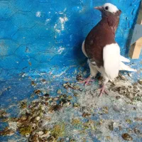 ‌کبوترطوقی‌نر