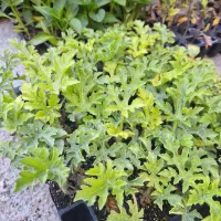 نهال و بوته هندوانه تک و عمده موجود