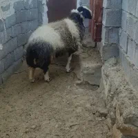 غوچ هترو با ژن دوقلو زایی|حیوانات مزرعه|بستک, |دیوار