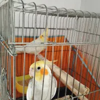 عروس هلندی