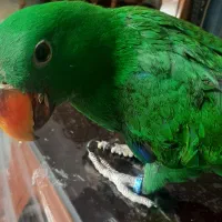 فروش اکلکتوس