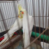 جفت عروس هلندی نرو ماده مولد