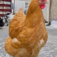 مرغ اورپینگتون