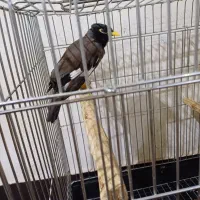 مرغ مینا|پرنده|اهواز, آسیاباد|دیوار