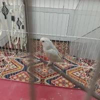 کوتوله نروماده قیمت مناسب|پرنده|آران و بیدگل, |دیوار