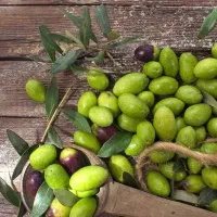 ارائه نهال زیتون درشت خوشه ای