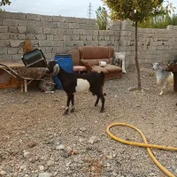 بز ماده جوان شیری|حیوانات مزرعه|اردبیل, |دیوار